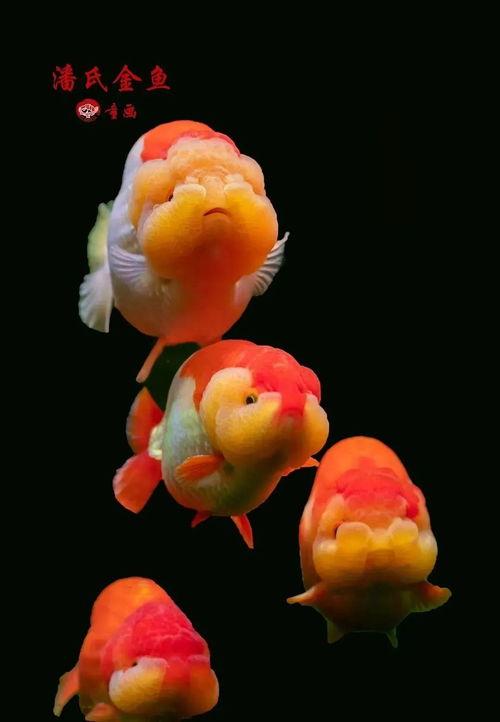 金鱼 2023,探寻金鱼养殖与观赏的无限可能