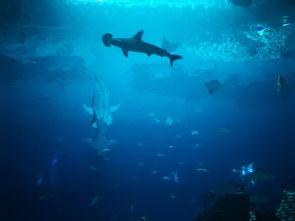 与鱼共眠,揭秘深海梦境的神秘之旅