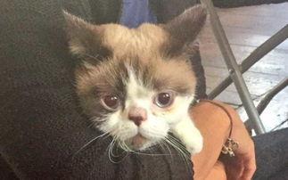 动起来！从前有只猫,动起来！猫的活力四溢生活故事